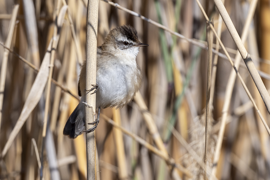 Moustached Warbler